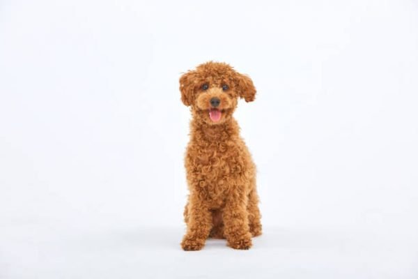 Mini toy poodle for sale near me best sale