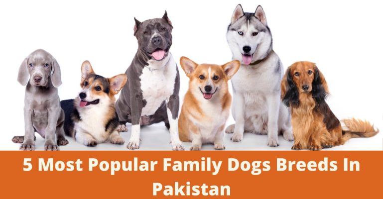 5 Most Popular Family Dogs Breeds In Pakistan - ePetStore.pk