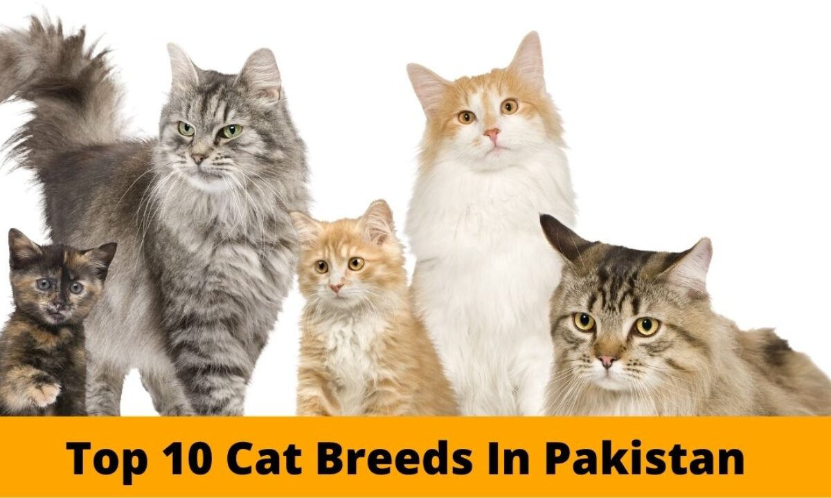10 Fluffy Cat Breeds