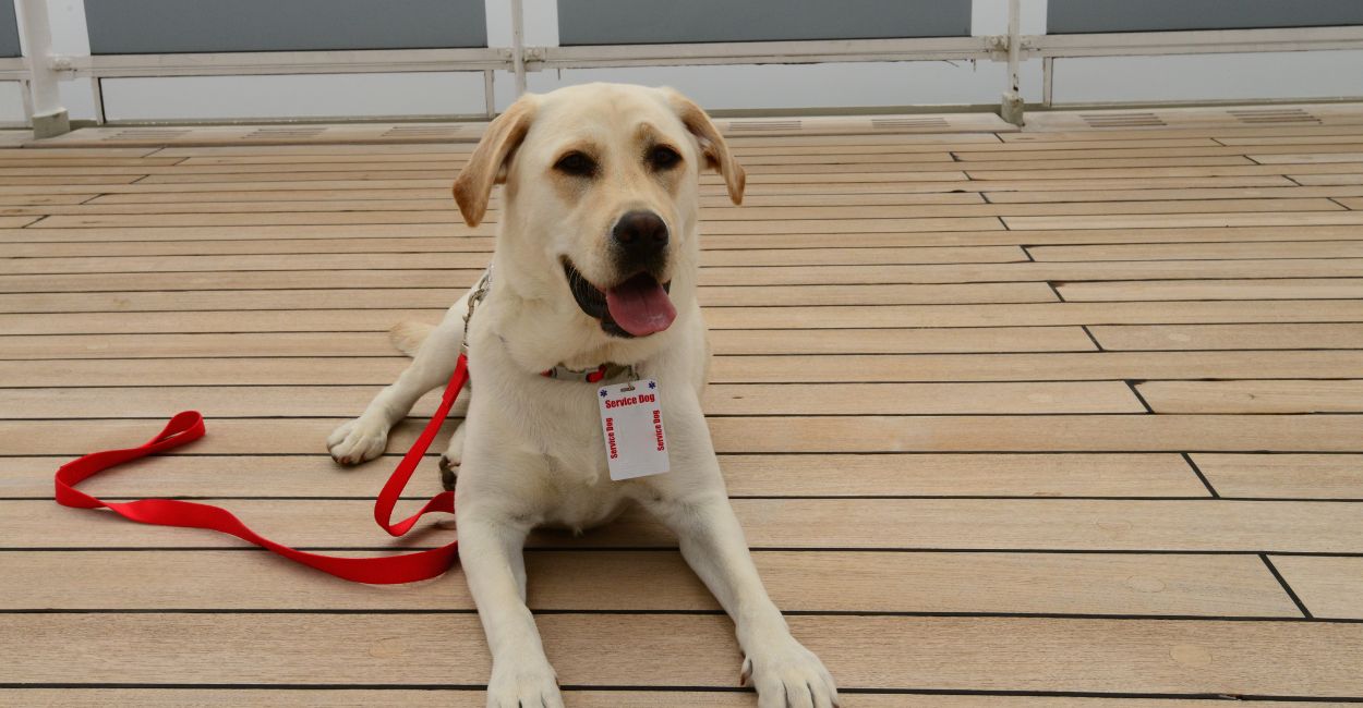 How to Train Your Service Dog without a Professional Trainer